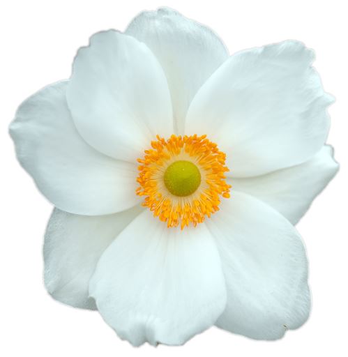 coaching psychologia medycyna chińska